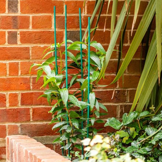 Garden Gear - Plant Canes