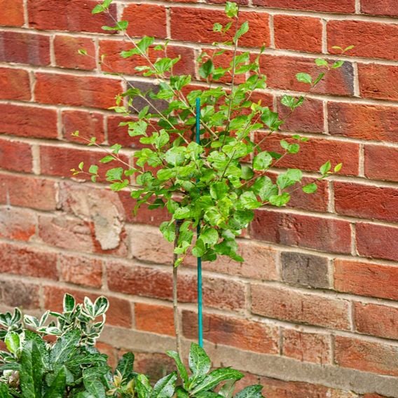 Garden Gear - Plant Canes