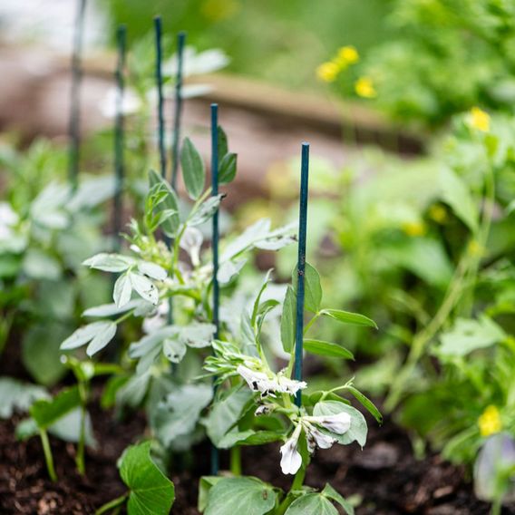 Garden Gear - Plant Canes