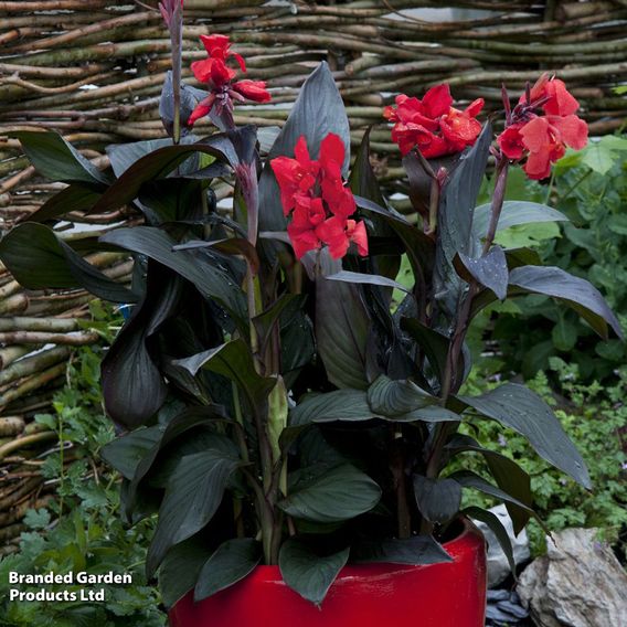 Canna x generalis 'Cannova Bronze Scarlet'