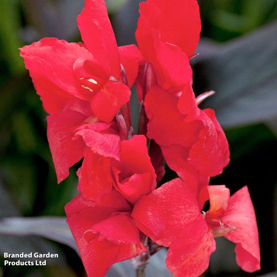 Canna x generalis 'Cannova Bronze Scarlet'