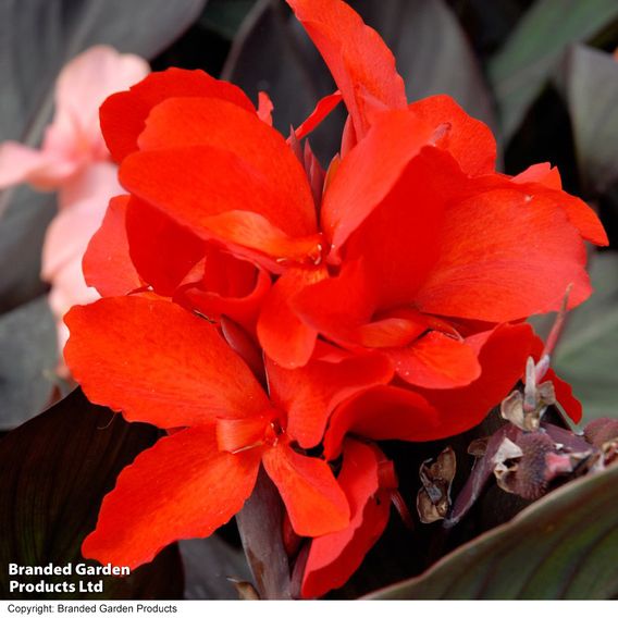 Canna x generalis 'Cannova Bronze Scarlet'