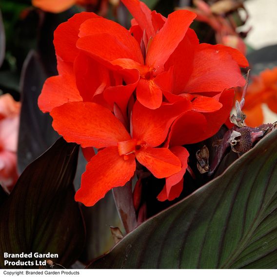 Canna x generalis 'Cannova Bronze Scarlet'