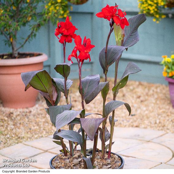Canna x generalis 'Cannova Bronze Scarlet'