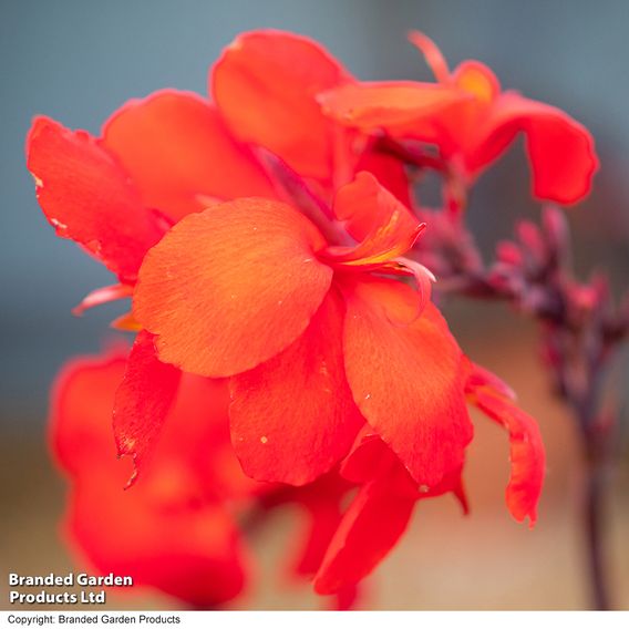 Canna x generalis 'Cannova Bronze Scarlet'