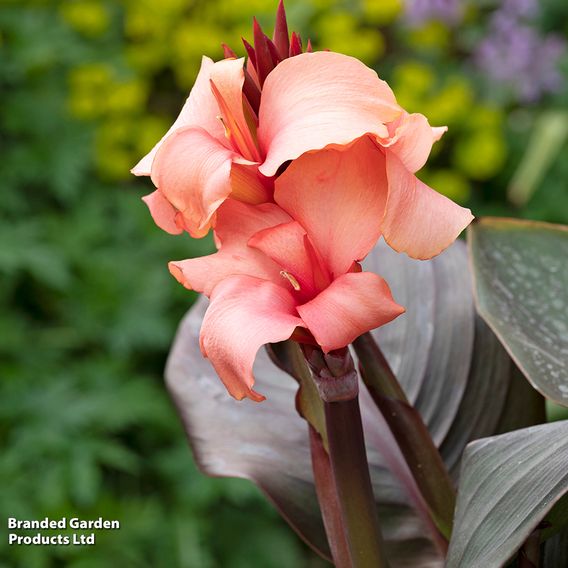 Canna x generalis 'Cannova Bronze Peach'