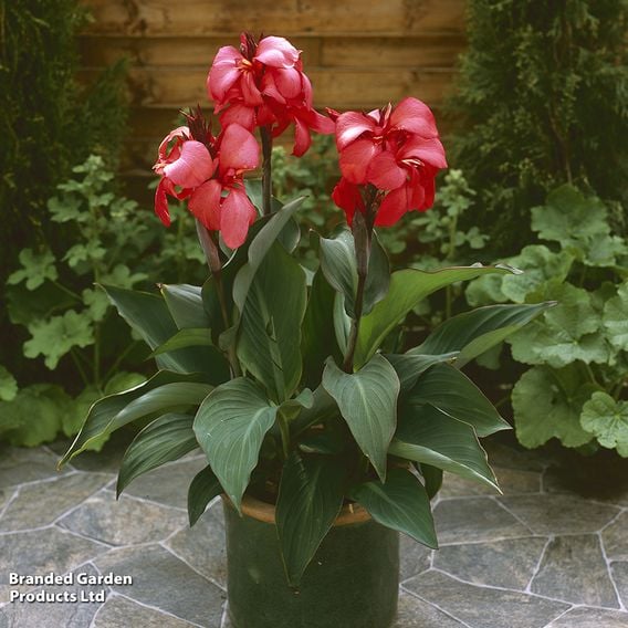 Canna x generalis 'Cannova Rose'