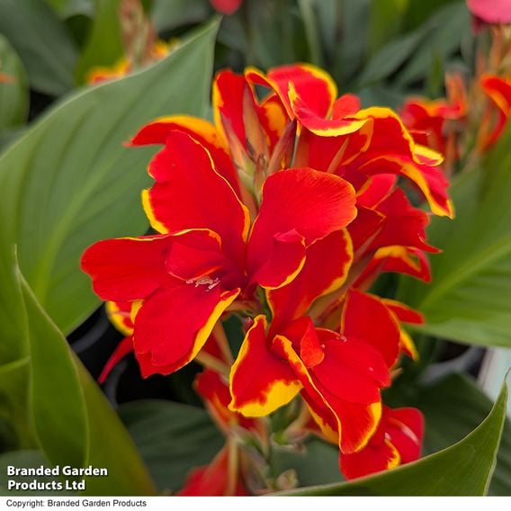 Canna 'Cannova Red Golden Flame'
