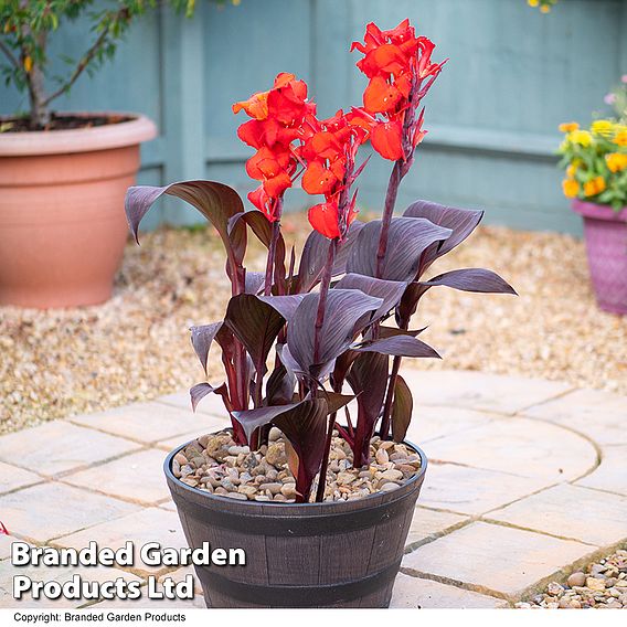 Canna 'Tropicanna Black'