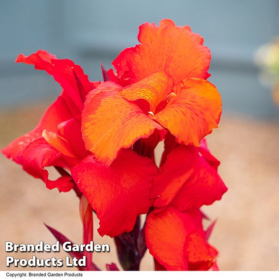 Canna 'Tropicanna Black'