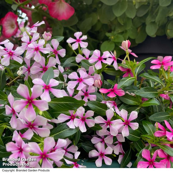 Catharanthus roseus 'Soiree Sweet Besties Trio'
