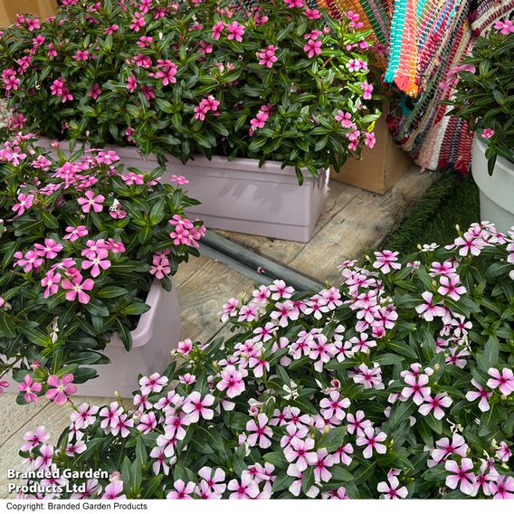Catharanthus roseus 'Soiree Sweet Besties Trio'
