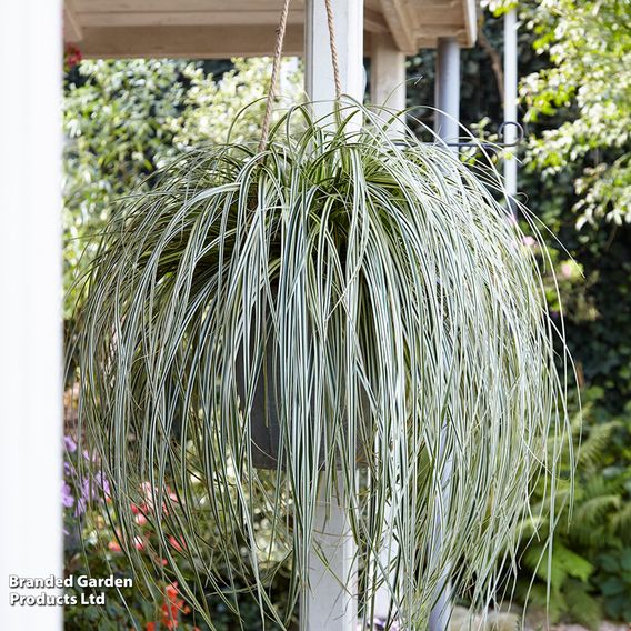 Carex 'Falls Trio'
