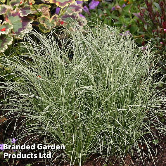 Carex comans 'Frosted Curls'