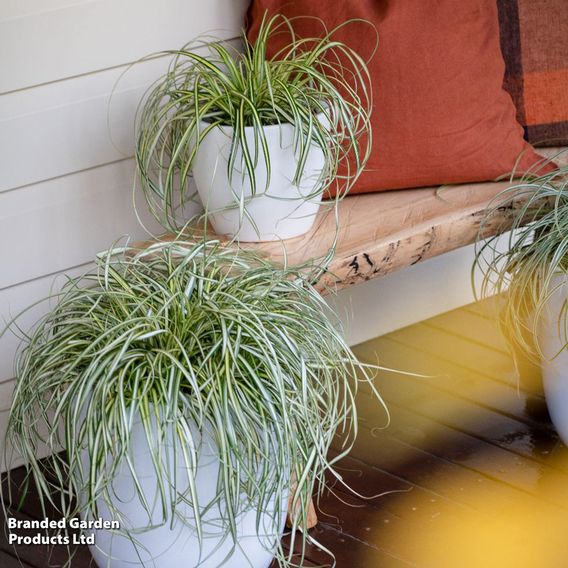 Carex 'Moon Falls'