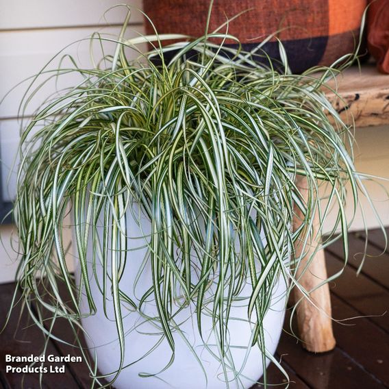 Carex 'Falls Trio'