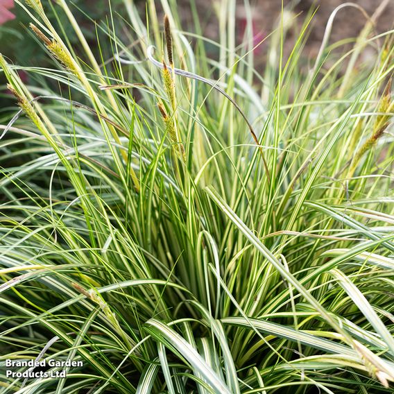 Carex 'Moon Falls'