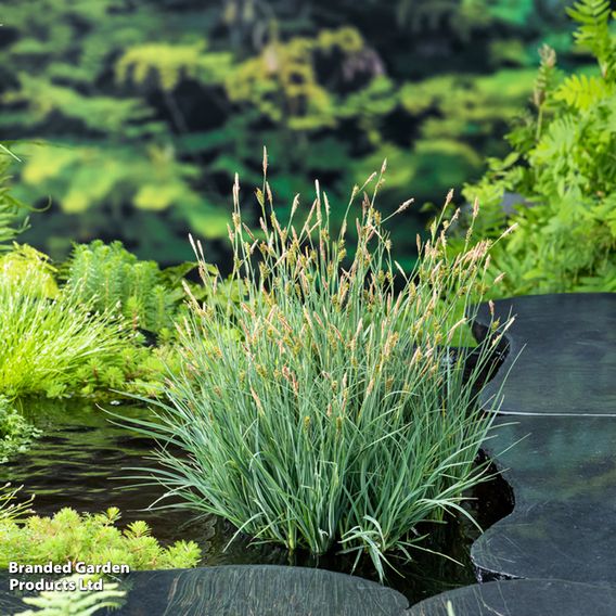 Carex panicea (Marginal Aquatic)