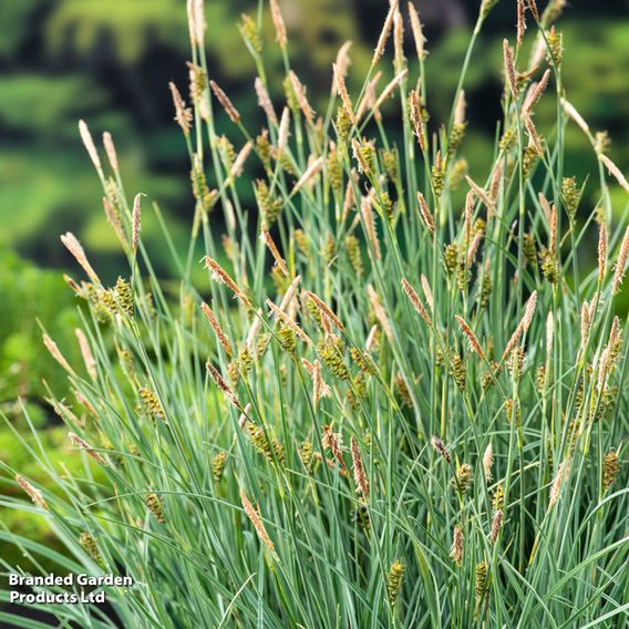 Carex panicea (Marginal Aquatic)