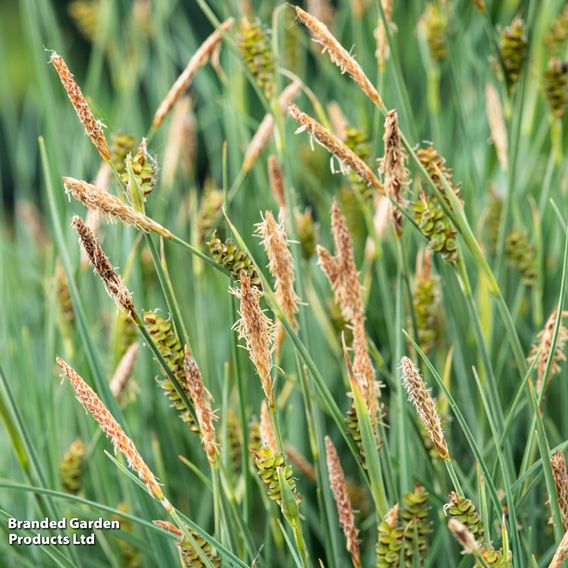 Carex panicea (Marginal Aquatic)