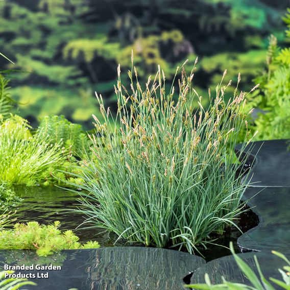 Carex panicea (Marginal Aquatic)