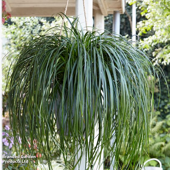 Carex 'Falls Trio'
