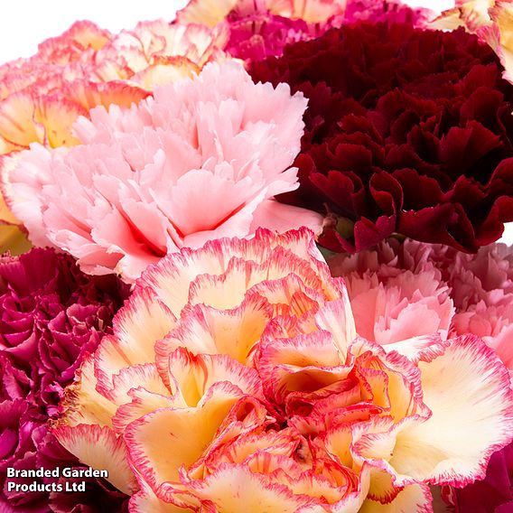 Carnation 'Chabaud Giant Mix' - Seeds