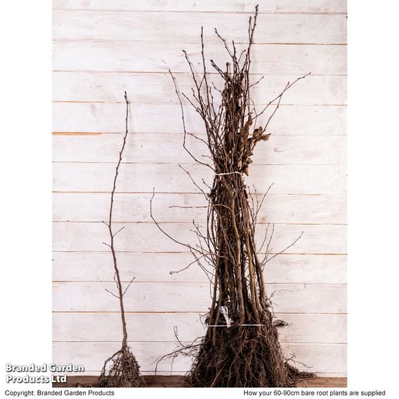 Hornbeam (Hedging)