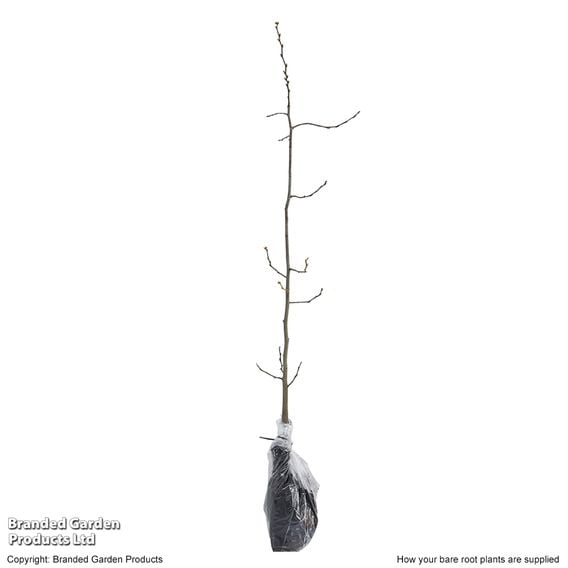 Hornbeam (Hedging)