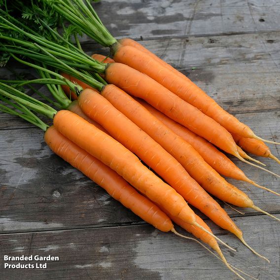 Carrot 'Amsterdam Forcing 3' - Seeds