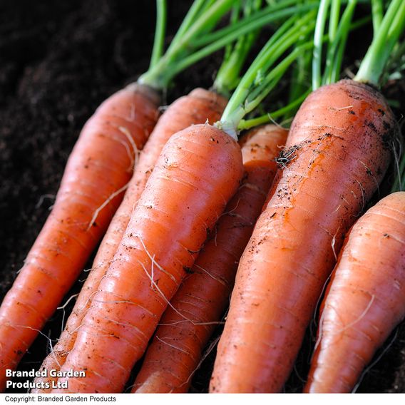 Carrot 'Amsterdam Forcing 3' - Seed Tape
