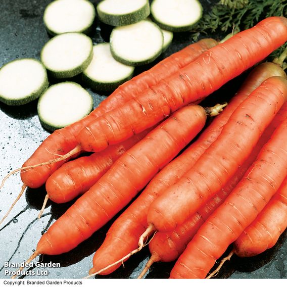 Carrot 'Amsterdam Forcing 3' - Seeds