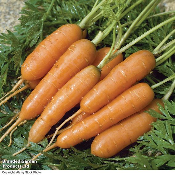 Carrot 'Amsterdam Forcing 3' - Seeds
