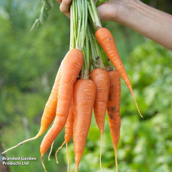 Carrot 'Autumn King 2' - Seeds