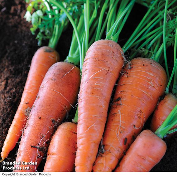 Carrot 'Autumn King 2' - Seed Tin Collection