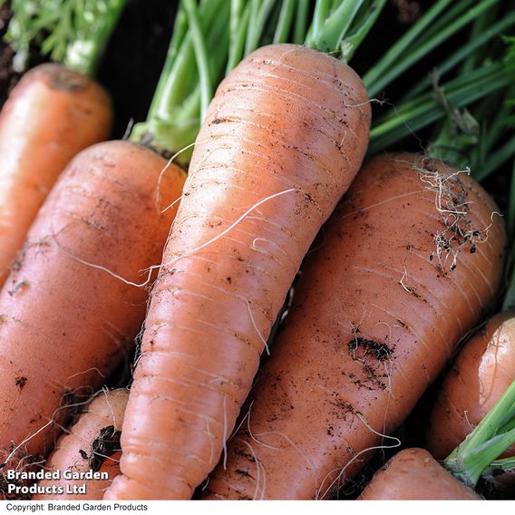 Carrot 'Autumn King 2' - Seeds