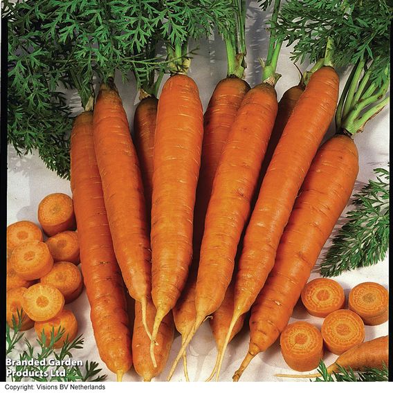 Carrot 'Autumn King 2' - Seeds