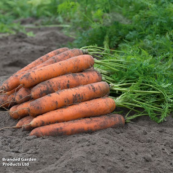 Carrot F1 'Bangor' - Seeds