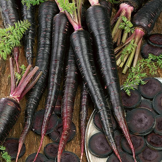 Carrot 'Black Nebula' - Seeds