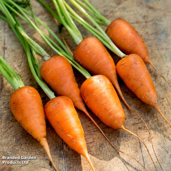 Carrot 'Chantenay' - Organic Seeds
