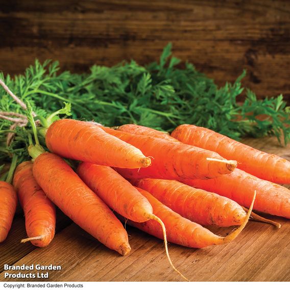 Carrot 'Chantenay' - Organic Seeds