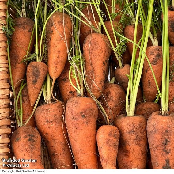 Carrot 'Coventry' F1 - Seeds