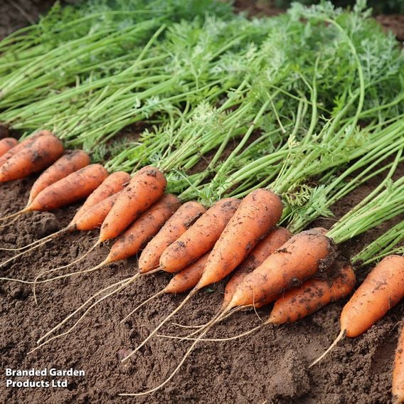 Carrot 'Coventry' F1 - Seeds