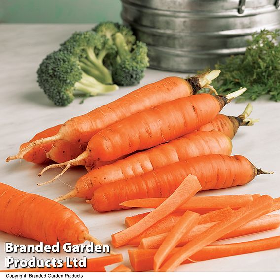 Seed Tape - Carrot 'Early Nantes 5' Seeds