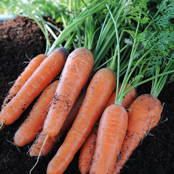 Carrot 'Early Nantes 5' - Seed Tape