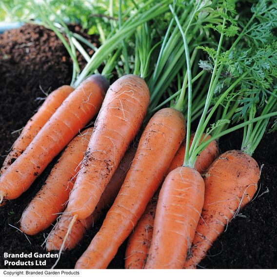 Carrot 'Early Nantes 5' - Seed Tape
