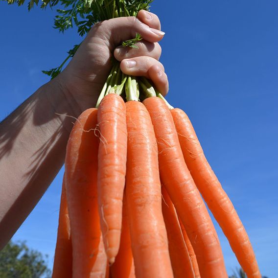 Carrot F1 'Eskimo' - Seeds