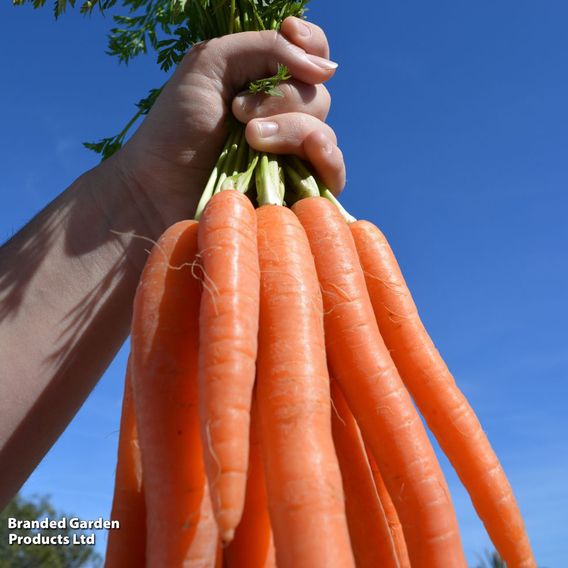 Carrot F1 'Eskimo' - Seeds