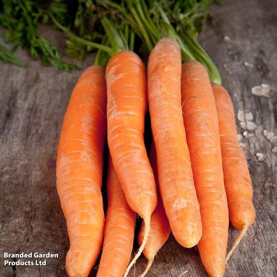 Carrot F1 'Maestro' - Seeds