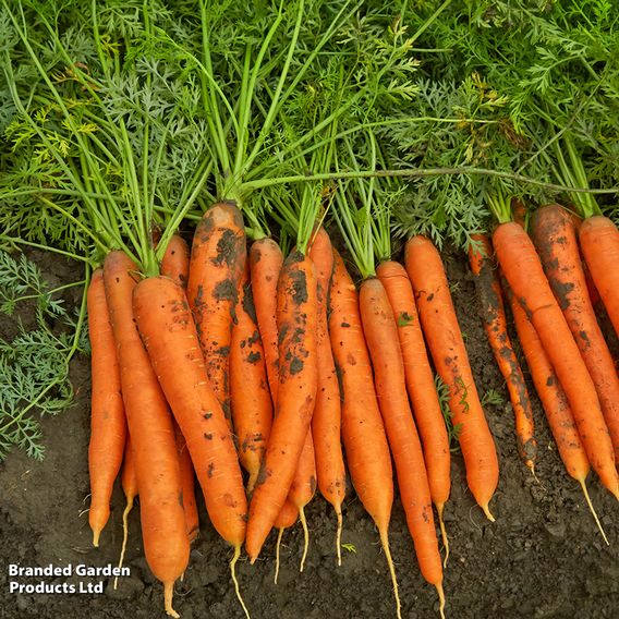 Carrot F1 'Maestro' - Seeds